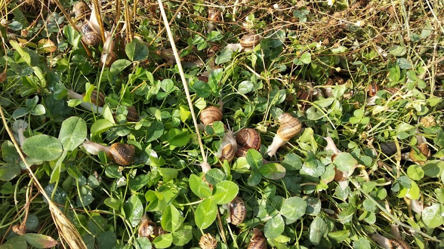 Caracoles de Sayago