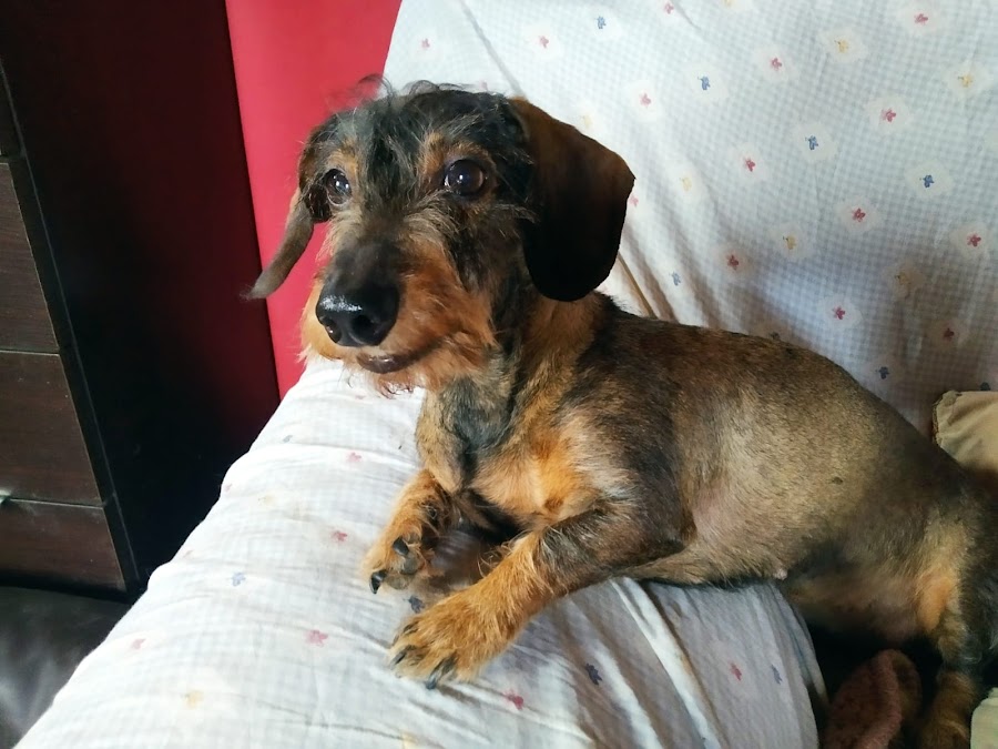 Hotel Canino Las Lomas